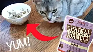Abyssinian cats REVIEW FOOD: Primal Nuggets Feline Freeze Dried Formula