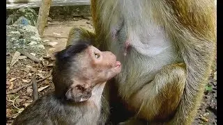 Hope Old thin Mother give Milk to Lori| Pity Poor baby Lori hungry too much.