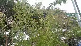 Weeping Tea Tree,  native bees on flowers 🌼