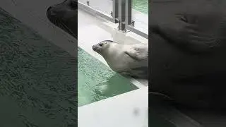 Seal Yoda (formerly Black Hole) chilling at the poolside 🥰