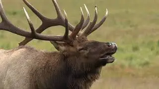 Wildlife Safety in Rocky and Estes Park