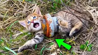 A young man found a cat suffering on the side of the road when he approaches it, the shock happened
