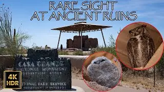 Rare Sight at Ancient Ruins