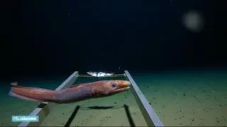 Plastic afval gevonden op diepste punt oceaan - RTL NIEUWS