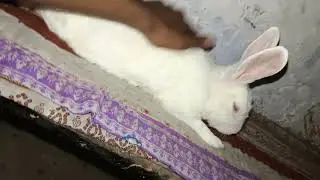 #rabbit  Bunny's ko thakan ho gya hain massage chahiye💆&zwj;♀️💆&zwj;♀️💆&zwj;♀️🐰🐰🐰