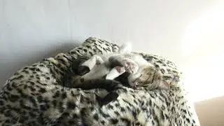 Sweet Cat Sleeps on His Cheetah Blanket