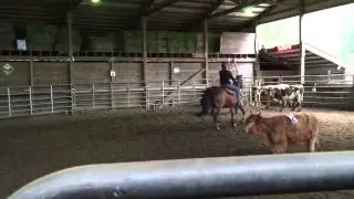 2 man Cattle Sorting