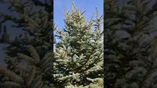 Silver fir in my garden