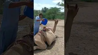 Village Women and Camels 💧 | Fetching Water in the Heat of the Desert