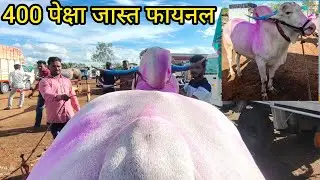 गुलाल नाही तर वैरण खात नाही किल्ले मच्छिंद्र गड चा नाग्या || Nagya Bail Mulakat || Nisargachi Nall