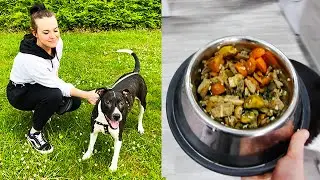 Everything Our Vegan Dog Eats In a Day 🐶