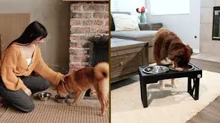 Dog Bowl Ground Vs. Stand | Which One is Right for Your Pup?