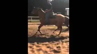 Buckskin