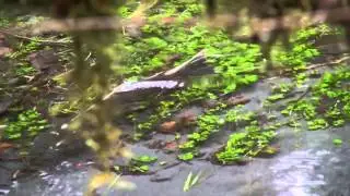 Coho spawn and die at rain forest creek