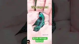 Beautiful Wild Green Alien Betta Process #betafish #wildbetta #bettafish #betta #bettafishtank #fish