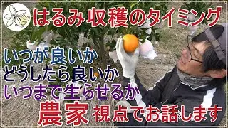 【焦らず】はるみの収穫タイミグと考え方【じっくり】