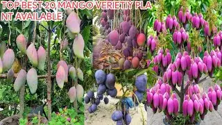 Top 20 best mango variety new connection contact=6294615099