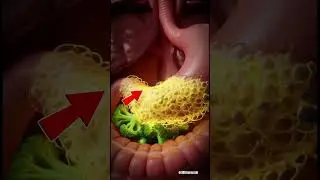 How Vegetables Are Digested in Your Body | 3D Human Digestive System Animation