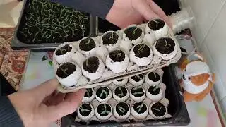 Яичная Скорлупа Для Перца Сладкого Всхожесть 100%.