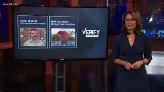 Verify: Could there really be 25,000 bugs in your Christmas tree?