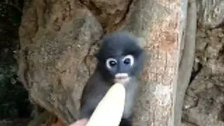 Dusky Langur1