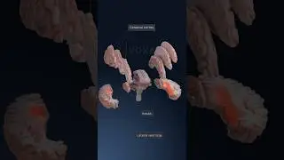 3D brain anatomy - explore neuroanatomy with VOKA 3D Anatomy & Pathology