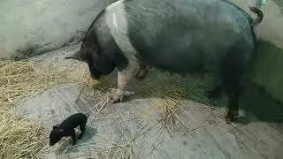 Hampshire Pig//Hampshire piglets//Hampshire X Duroc F1 piglets 