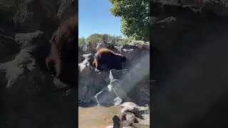 Respect the wild #bears #wildlife #outdoors #nature #shorts