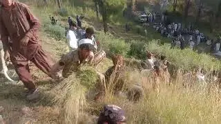 hashar hazara grass cutting Khursheed and saber party