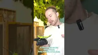 Phasme - Heteropteryx Dilatata
