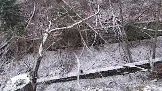 Lost Place - Ehemalige Bahnstrecke zwischen Hillesheim und Birgel - Vulkaneifel Januar 2026