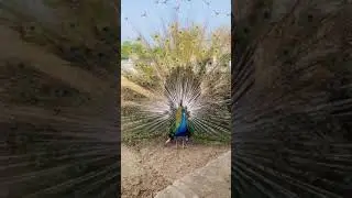 peacock opening her feather مور  #shorts #youtubeshorts #trending #viral #peacock #bis7ven