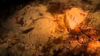 barcheek pipefish. vets park redondo beach, ca
