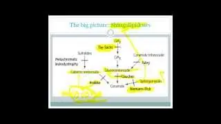 Lysosomal storage diseases made easy with simple memory tricks for USMLE step 1