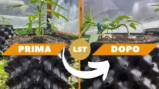LST la tecnica per ottenere una MAGGIORE PRODUZIONE dalle tue coltivazioni