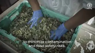 Technical tips to maintain quality and reduce food losses| Good practice in fresh-cut processing