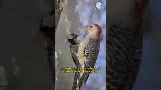 Incredible! How quick can a Woodpecker Peck Wood | Birds | Wildlife | Trending video
