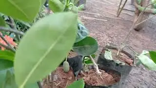 grafted panasa plants S -blooms nursery #guntur