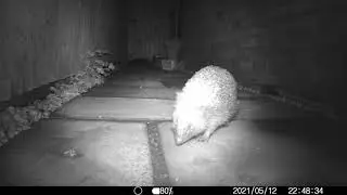 Hedgehog Cam - A Sprinting Hog