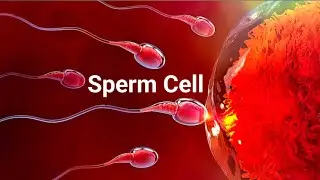 Sperm Cell @biologywalesir #sperm #cell #spermatozoon #fertilization #sexual #reproduction #male