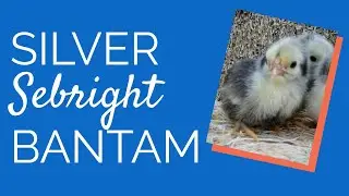 Silver Sebright Bantam Chickens | Chickens For Backyards