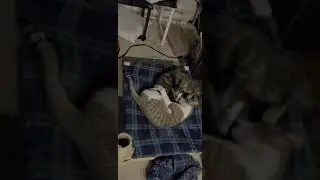 First time trying catnip. Hilarious cat play fight! Must watch Funny animal video of 2 crazy cats!