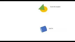 Insulin & GLUT 4