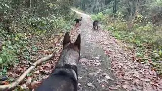 Shepherds on the loop line Liverpool.#germanshepherd #czechshepherd #dog