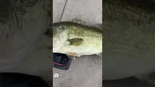 Catching big bass