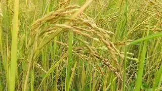 Rice was first domesticated in China. Around 10,000 years ago.