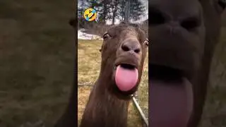 bakari ki video#trend#trending #funny#comedy#viralvideo #funnyanimals#animals #subscribe youtubesh