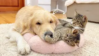 ⁠Adorable Kittens Finally Share Their Bed With a Golden Retriever