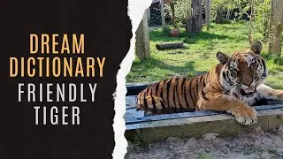 Friendly Tiger Dream Symbolism | Dream Dictionary Friendly Tiger | Friendly Tiger Dream Analysis
