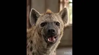 Animals Funny Short # Simharasi Comedy scene#